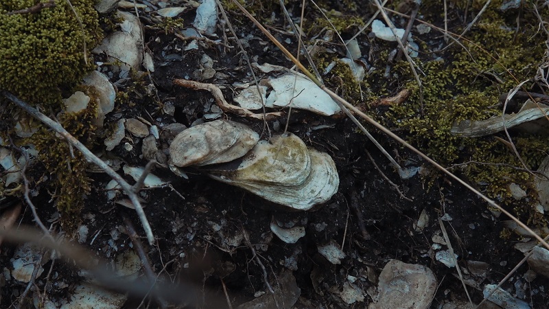 牡蠣を巡るクィアなドキュメンタリー「水の中で息をする ―彼女でも彼でもなく―」メインビジュアル、場面写真解禁