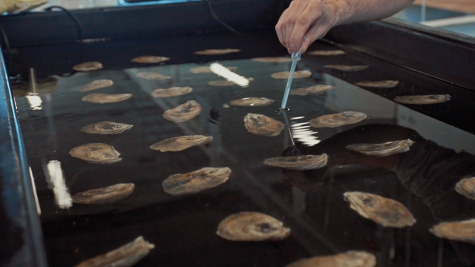 牡蠣を巡るクィアなドキュメンタリー「水の中で息をする ―彼女でも彼でもなく―」メインビジュアル、場面写真解禁