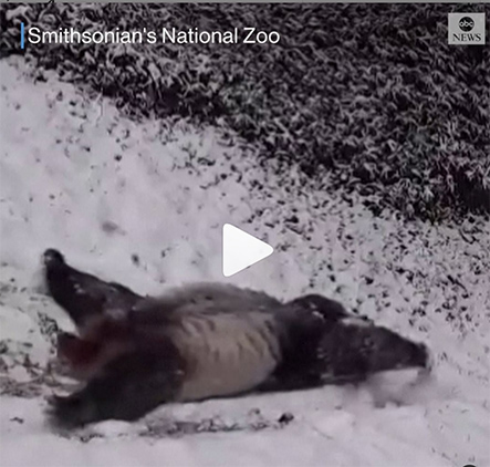 ジャイアントパンダが可愛い過ぎる雪遊び　ワシントンD.C.の国立動物園で撮影される
